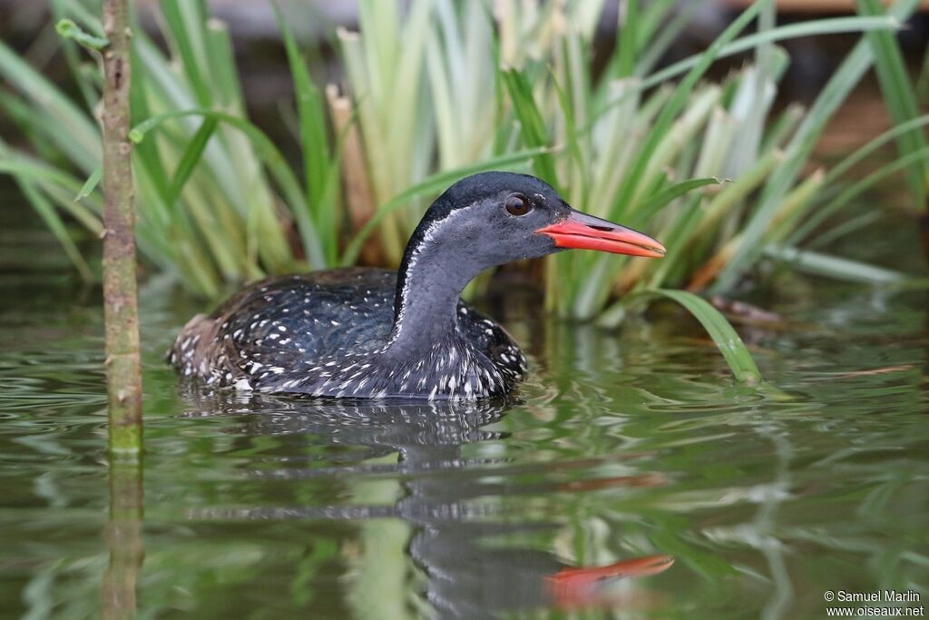 African Finfoot male adult