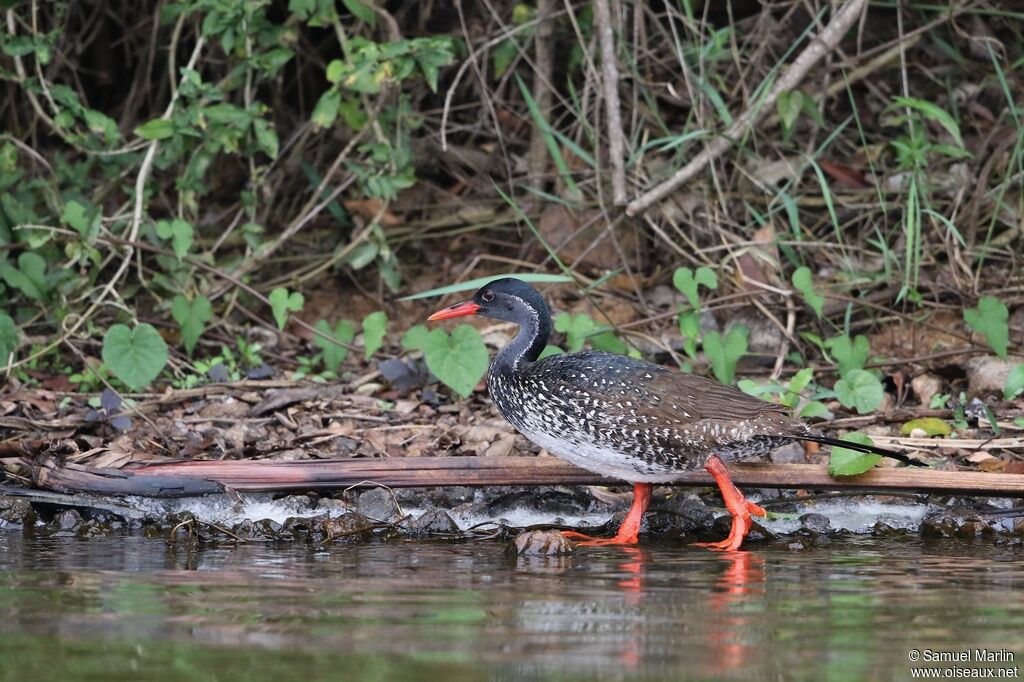 African Finfoot male adult