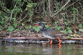 African Finfoot