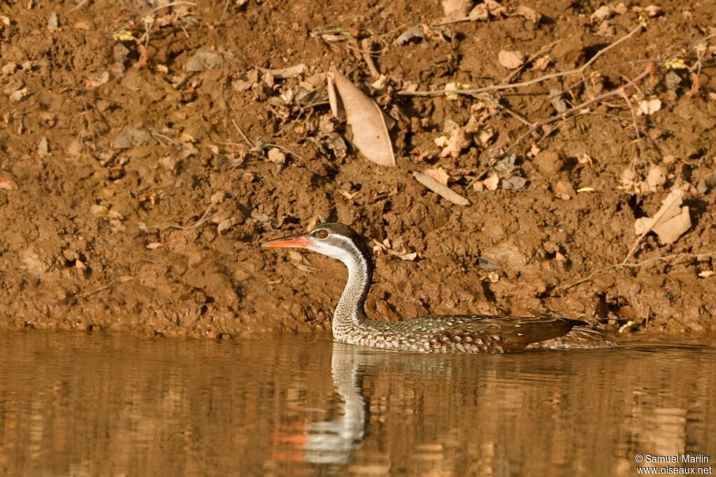 African Finfoot female adult