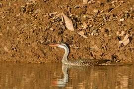 African Finfoot