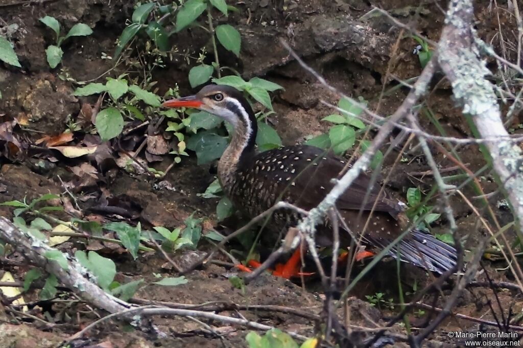 African Finfoot female adult