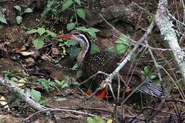 African Finfoot