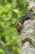 Olivaceous Woodcreeper