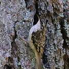 Grimpereau brun
