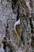 Brown Creeper