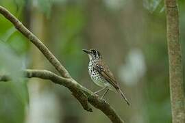 Spot-winged Thrush