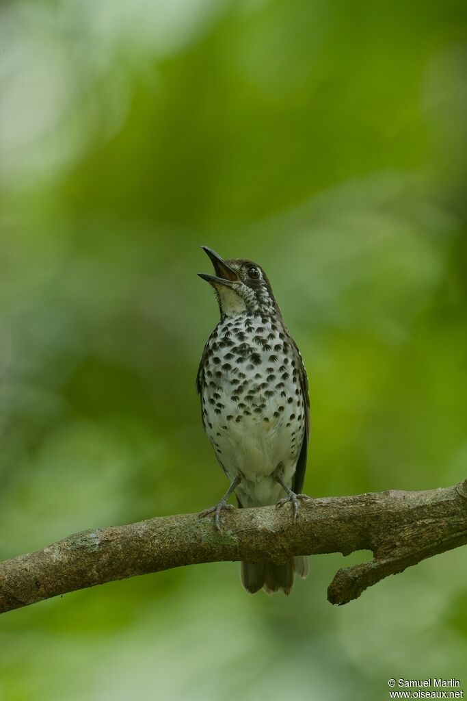 Spot-winged Thrushadult, song