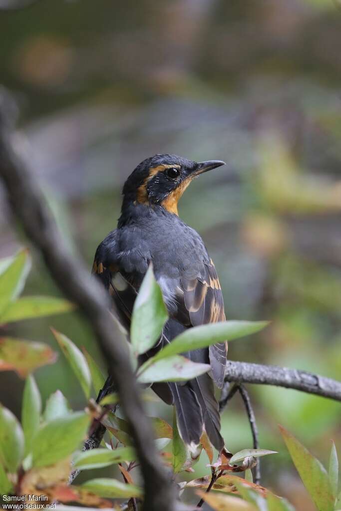 Varied Thrush male adult, close-up portrait