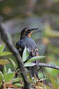 Varied Thrush