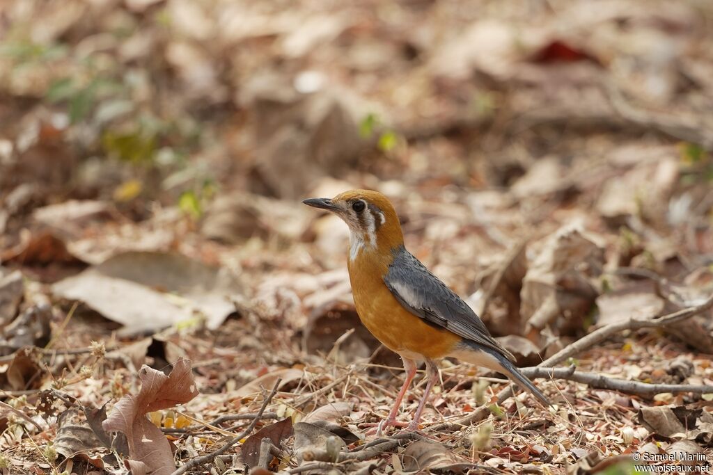 Orange-headed Thrushadult