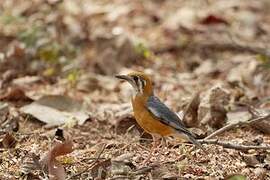 Orange-headed Thrush