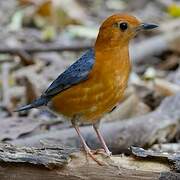 Grive à tête orange