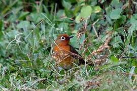 Abyssinian Ground Thrush