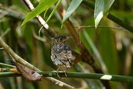 Sri Lanka Thrush