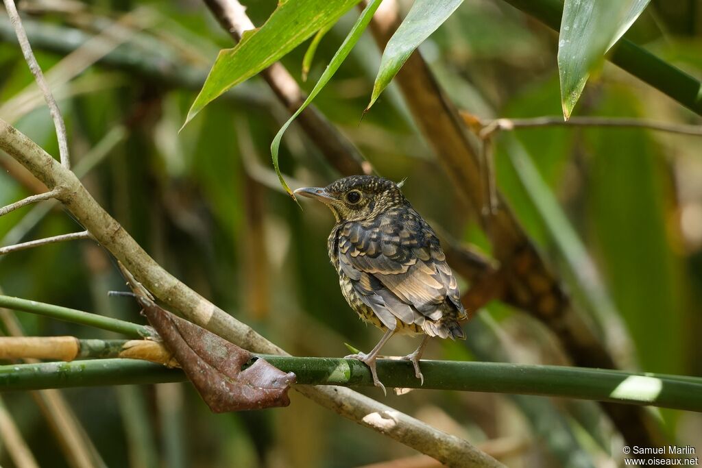 Sri Lanka Thrush