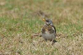 Fieldfare