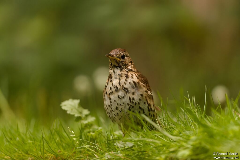 Song Thrush