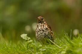 Song Thrush