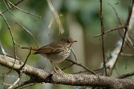 Hermit Thrush