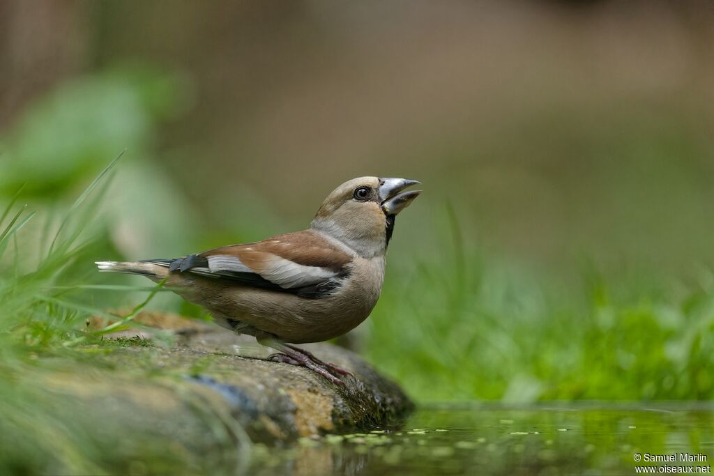 Hawfinch