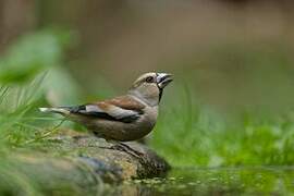 Hawfinch