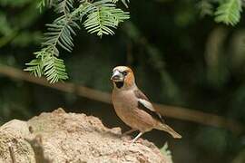 Hawfinch