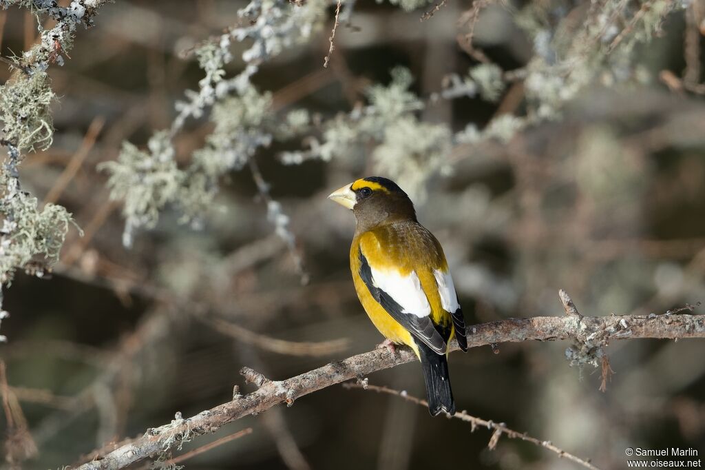 Evening Grosbeak male adult