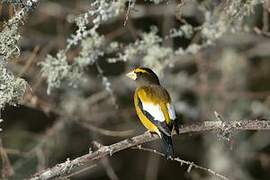 Evening Grosbeak