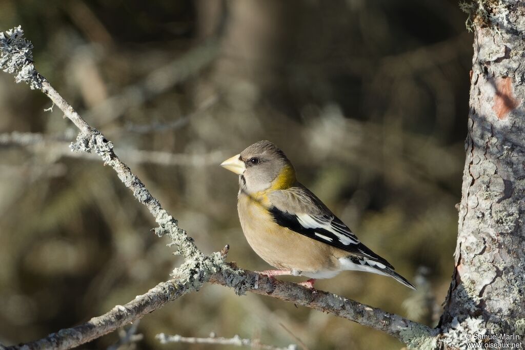 Evening Grosbeak female adult