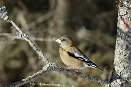 Evening Grosbeak