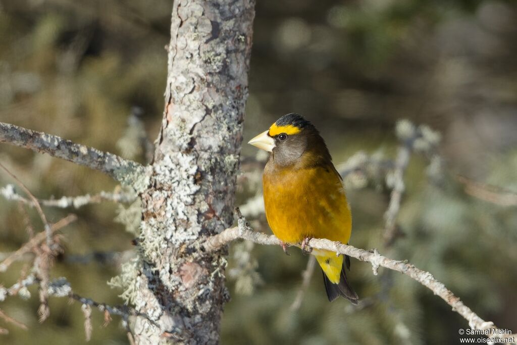 Evening Grosbeak male adult