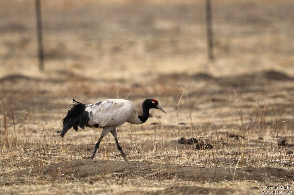 Black-necked Crane male adult