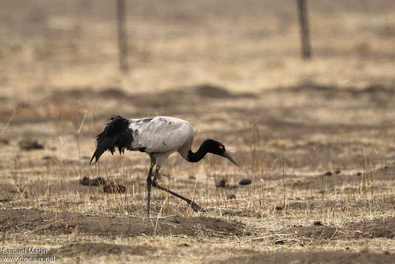 Black-necked Crane male adult, identification