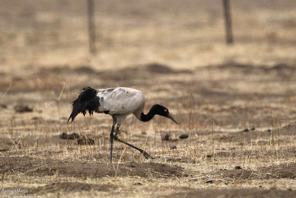 Grue à cou noir mâle adulte, identification