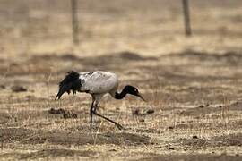 Black-necked Crane