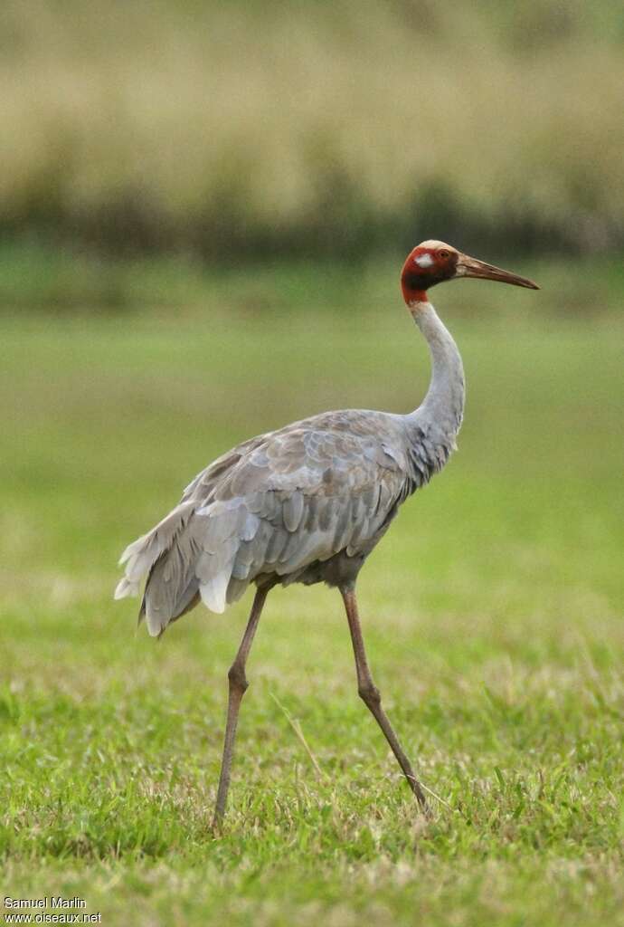 Sarus Craneadult, identification