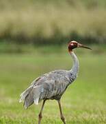 Sarus Crane