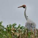 Grue brolga