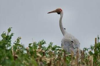 Grue brolga