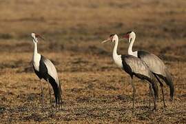 Wattled Crane