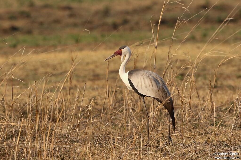 Wattled Craneadult