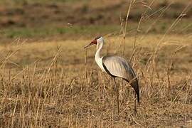 Wattled Crane