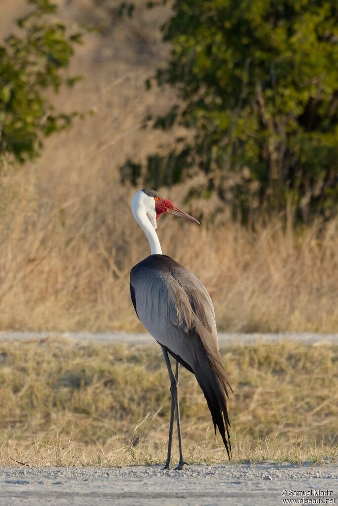 Grue caronculéeadulte