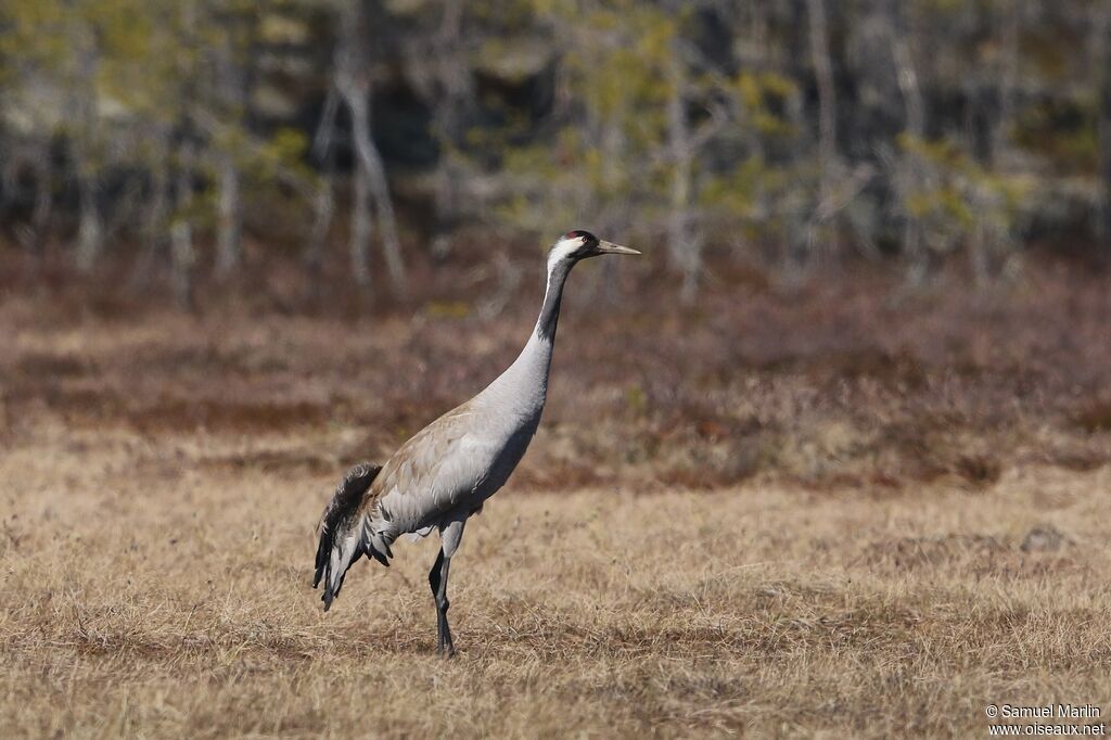 Common Craneadult