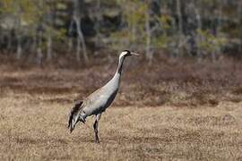 Common Crane