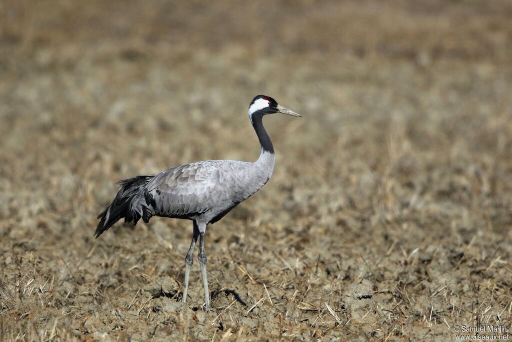 Common Craneadult