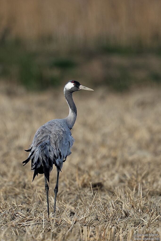 Common Craneadult