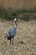 Common Crane