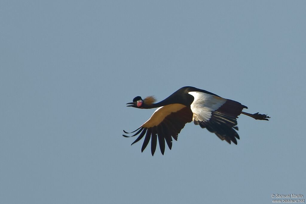 Black Crowned Craneadult